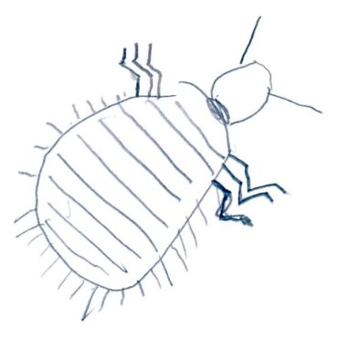 Kopflaus #Schüttelreim