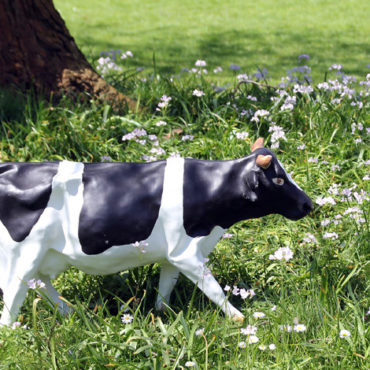 Die Kuh im TV & in Ichenhausen