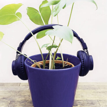 Zwischen Beet, Beat und Bewusstsein